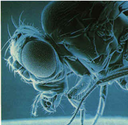 Drosophila Seminar Series logo