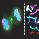 Quantitative cell biology symposium: June 18 2009 logo